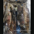 Dosidicus Gigas WR Frozen WR Squid Dosidicus Gigas Squid Manufactory